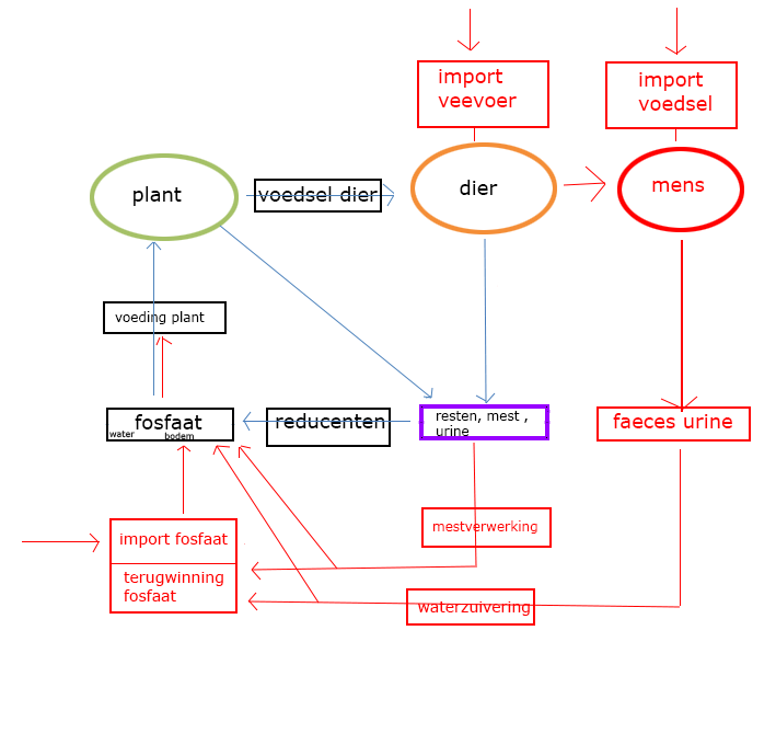 fosfaat rol  van de mens